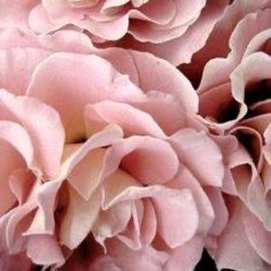 Meet your Posher, Annette